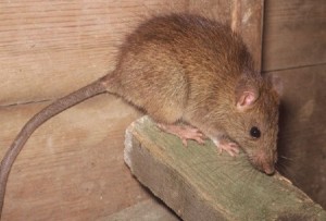 Temecula Rodent Control