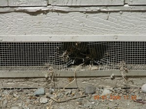 Rodent Proofing/Exclusion - Entry points in broken vents