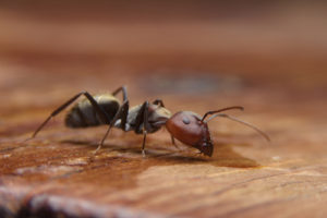 an ant stands on a wooden table