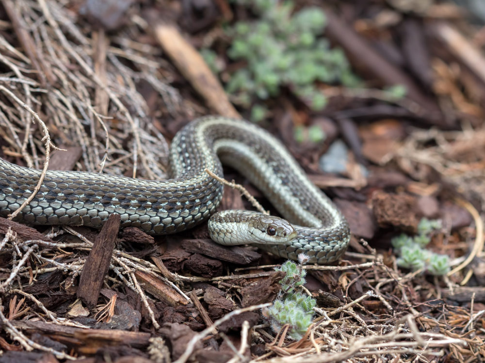 Are Snakes Nesting On Your Property Adios Pest Control