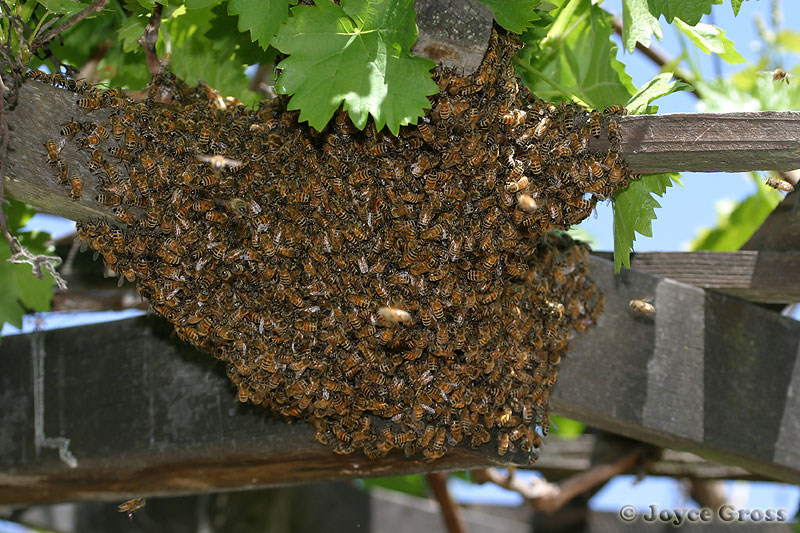 beehive extermination | bee exterminator