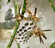 Wasp removal - paper wasps