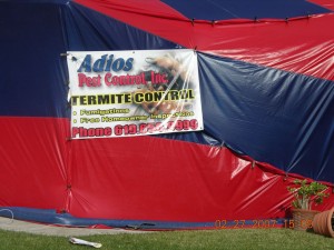 Termite Control | Fumigation | Local treatment | Fume guys of San Diego