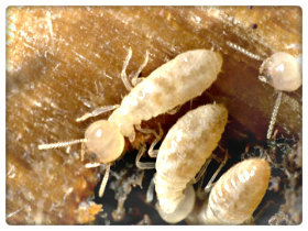 Drywood Termite Colony