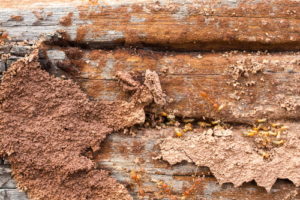 termites destroying old wood