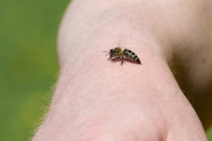 a bee lands on someones arm ready to sting them