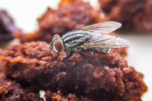 a fly sits on a piece of food