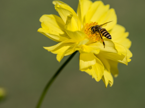a bee lands on a yellow flower to pollinate it