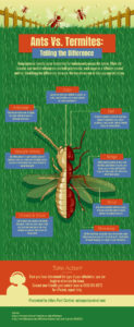Infographic displaying the differences between ants and termites.