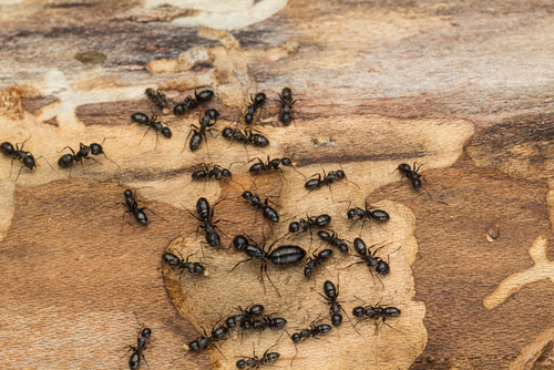 Ants scatter while scrawling on piece of wood