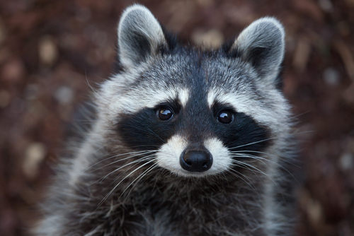 a racoon stares into the camera