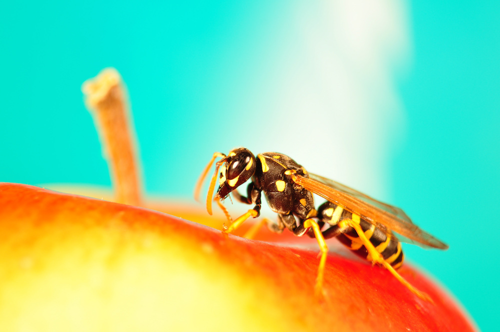 Hornet, Bee on apple