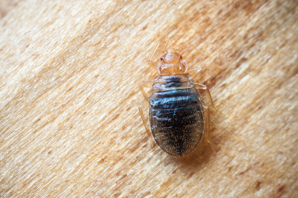 Eliminating the Scourge of Bed Bugs