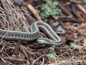 Garter Snake Closeup