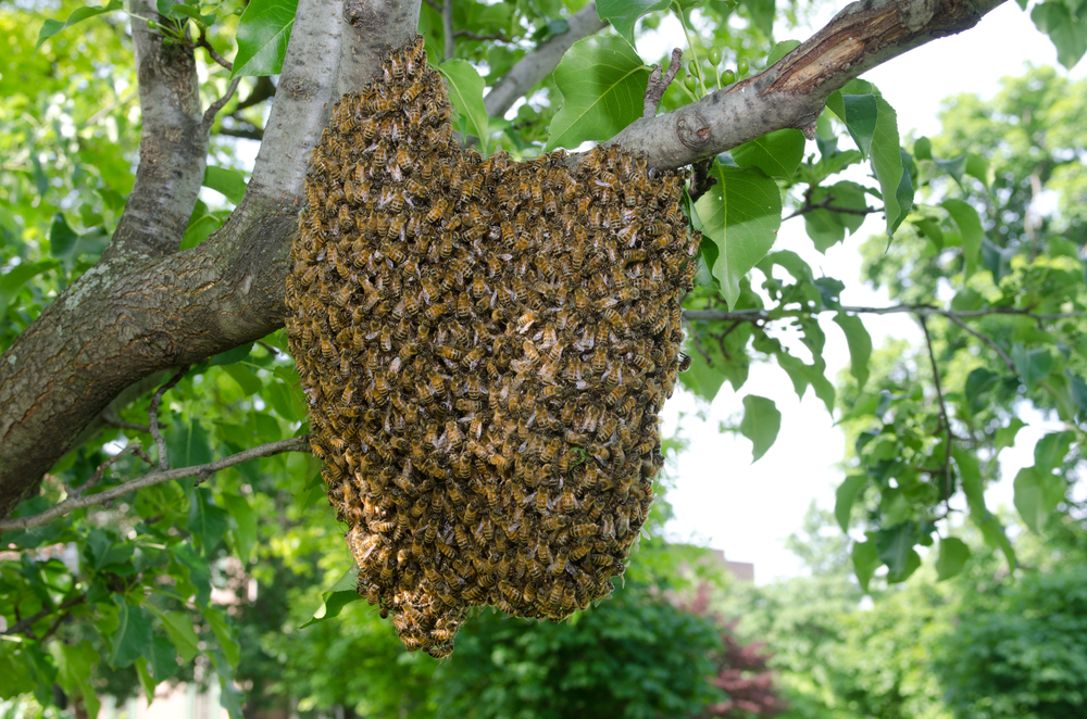 A swarm of honey bees work at their hive hanging from a tree